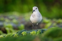 Jespak pisecny - Calidris alba - Sanderling o1257